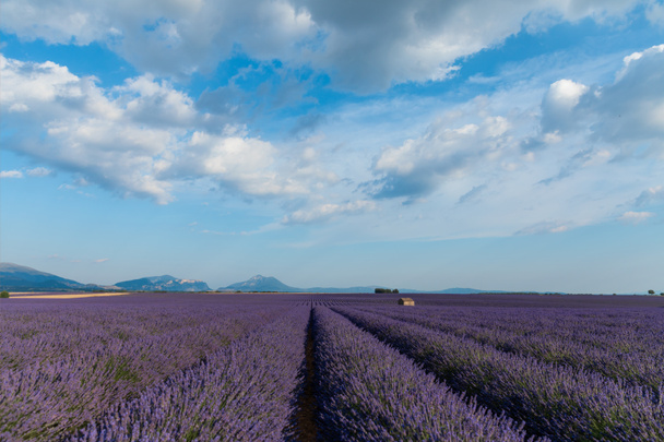tranquila escena rural con floreciente campo de lavanda y montañas en provence, Francia
 - Foto, Imagen