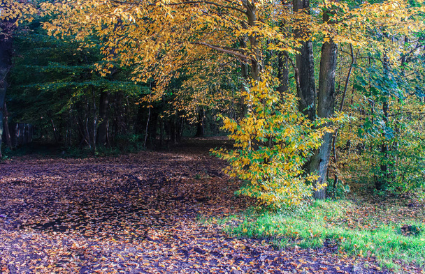 foresta nella luminosa giornata d'autunno soleggiata
 - Foto, immagini