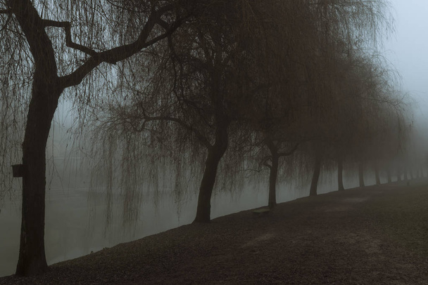Река Любляница и деревья на ее берегу покрыты сильным и плотным туманом в холодный декабрьский день
 - Фото, изображение