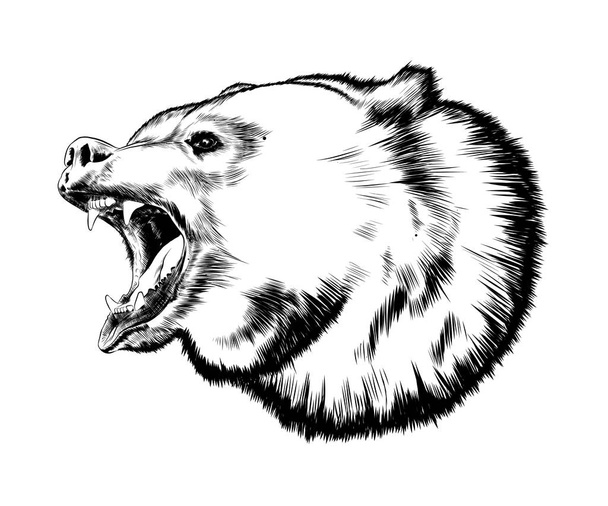 Schizzo disegnato a mano di orso in nero isolato su sfondo bianco. Disegno dettagliato in stile vintage. Illustrazione vettoriale
 - Vettoriali, immagini
