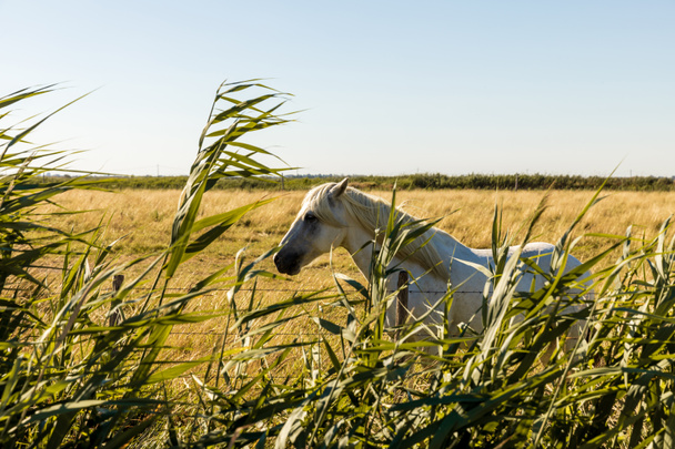 kůň - Fotografie, Obrázek