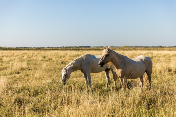 kauniit valkoiset hevoset laiduntavat laitumella, maakunnassa, Ranskassa
   - Valokuva, kuva