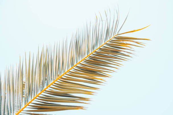 concepto de hora de verano. hojas de palma de cerca
 - Foto, imagen