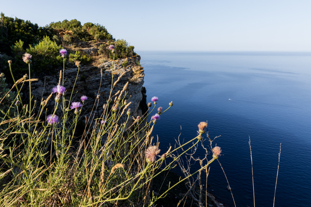 zár-megjelöl kilátás gyönyörű vadvirágok és fenséges természetes nézetet a nyugodt tenger és a szikla, Calanques de Marseille (Massif des Calanques), provence, Franciaország - Fotó, kép