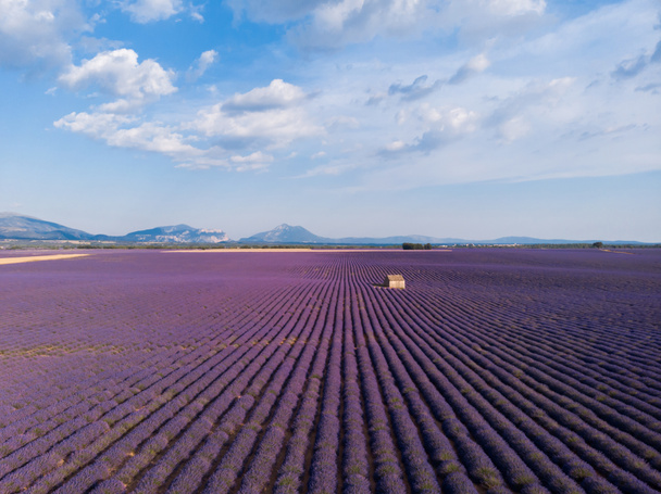 Luchtfoto van boerderij op het mooie bloeiende lavendel veld in provence, Frankrijk  - Foto, afbeelding