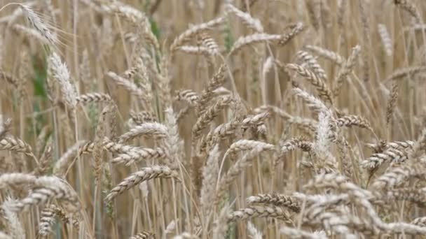 Espiguillas amarillas maduras de trigo se desarrollan en el viento en el campo
 - Metraje, vídeo