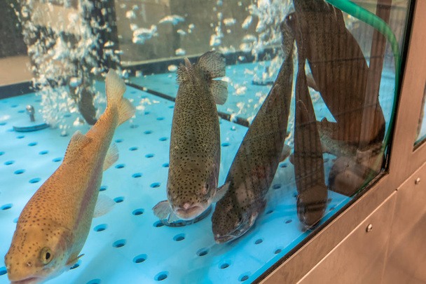 Pescado vivo en venta en supermercado acuario, mariscos frescos y saludables
 - Foto, imagen