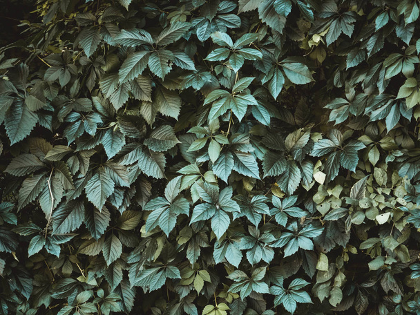 Green plant leaves background, foliage wall - Foto, Bild