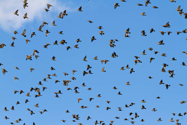 птахи літають крізь блакитне небо
 - Фото, зображення