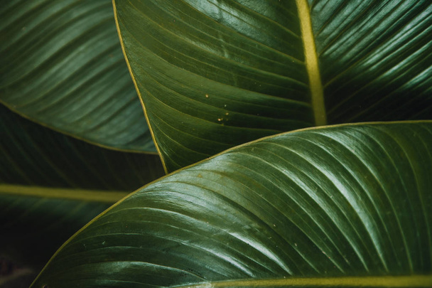 Troppical leaves exotic background - Foto, Imagem