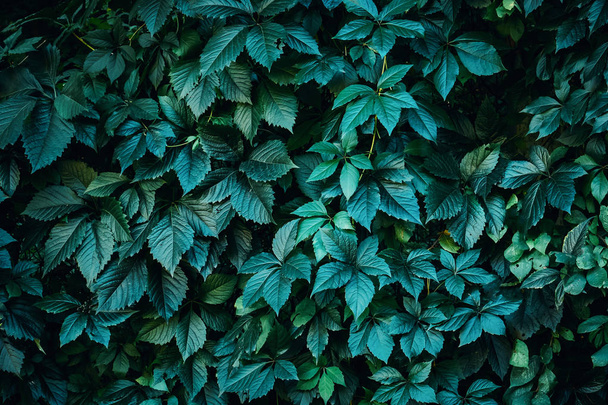 Planta verde hojas fondo, pared de follaje
 - Foto, Imagen