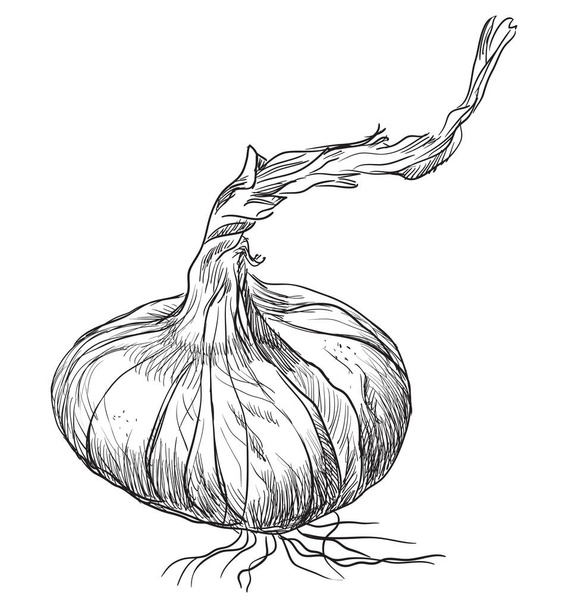 Χέρι λαχανικά-κρεμμύδι. Μονόχρωμη εικονογράφηση φορέα που απομονώνονται σε λευκό φόντο. - Διάνυσμα, εικόνα