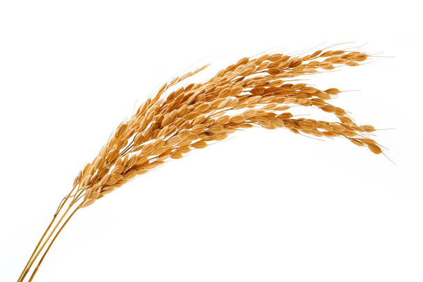 organic rice ears isolated - Photo, Image