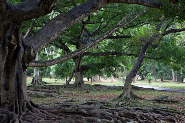 Le radici del vecchio albero nel parco
 - Foto, immagini