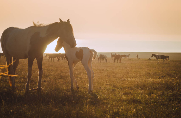 Pferde bei Sonnenuntergang auf dem Feld / warme künstlerische Färbung - Foto, Bild