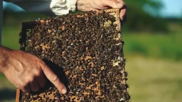 Hand of beekeeper is working with bees and beehives on the apiary. Bees on honeycombs. Frames of a bee hive - Záběry, video