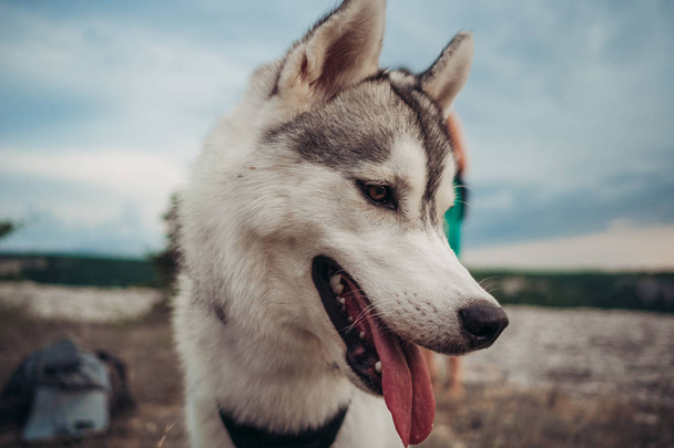 Bella ragazza gioca con un cane (grigio e bianco husky) in montagna al tramonto
 - Foto, immagini