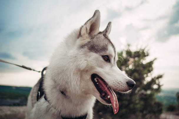 Hermosa chica juega con un perro (husky gris y blanco) en las montañas al atardecer
 - Foto, Imagen