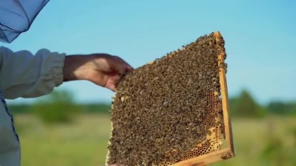 Beekeeper examines bees in honeycombs. Frames of a bee hive. Beekeeping. - Záběry, video