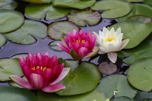 Listy water Lily koupat v rybníku / Vodní lilie - Fotografie, Obrázek