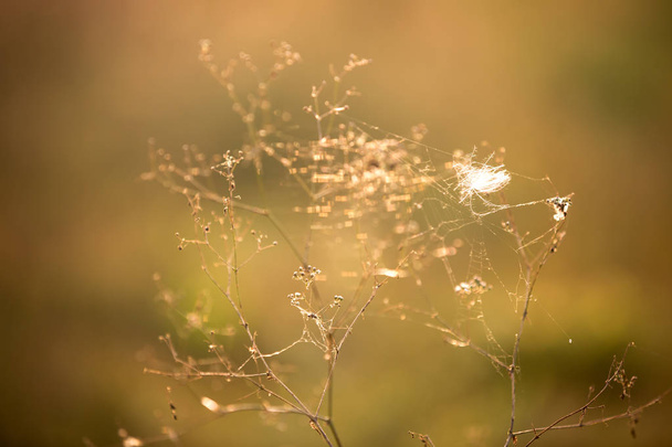 Droog gras met web op zonnige weide - Foto, afbeelding