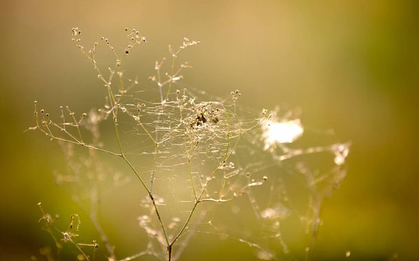 abstract dry grass with web on summer meadow - Photo, Image