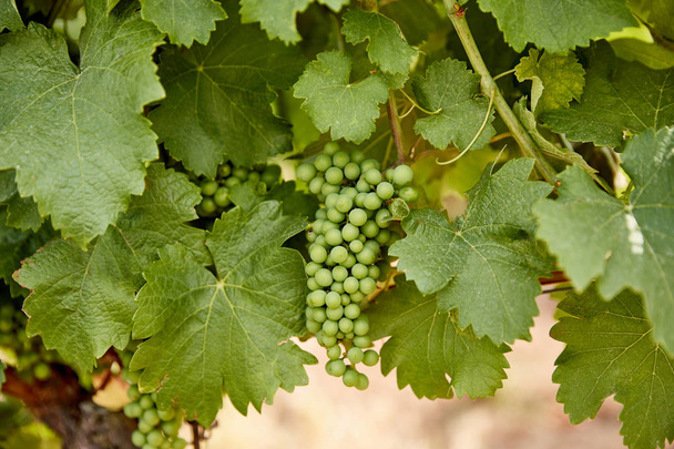 виноград - Фото, изображение