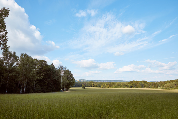green grass on field, trees and blue sky in Bad Schandau, Germany - Photo, Image
