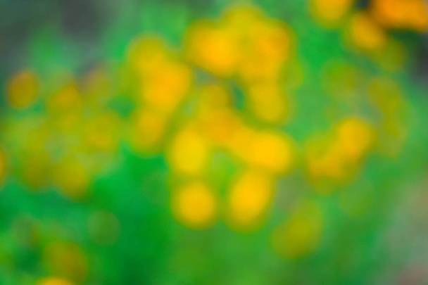 Blurry background of multicolored flowers. - Zdjęcie, obraz