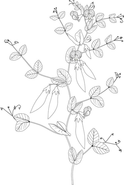 Coloring page. Pea plant with fruits, leaves and flowers - Vecteur, image