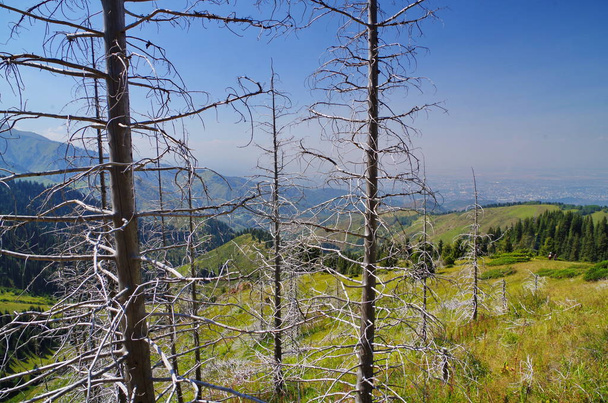 Panoranic θέα από Tien Shan βουνά στα περίχωρα του Almaty με αποξηραμένα Ερυθρελάτες μπροστά - Φωτογραφία, εικόνα
