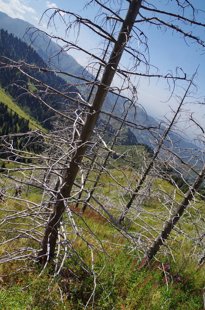 Panoranic view from Tien Shan mountains in surroundings of Almaty with dried spruces in front - Photo, Image