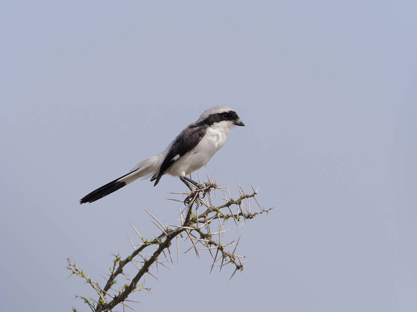 Бюджет с серой поддержкой, Lanius excubitoroides, Одинокая птица на ветке, Уганда, август 2018
 - Фото, изображение
