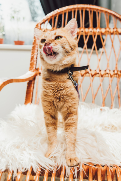 cute red cat standing on rocking chair and licking muzzle - Photo, Image