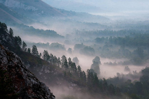 sosny, spowity mgłami w promieniach świt - Zdjęcie, obraz
