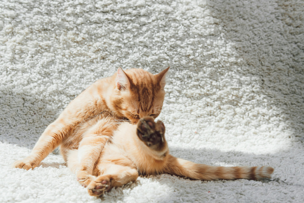 かわいい面白い赤猫白いカーペットの上に座って、足を舐めています。 - 写真・画像