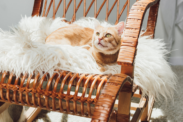 entzückende rote Katze liegt auf Schaukelstuhl und schaut auf - Foto, Bild