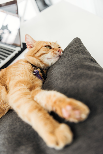 adorable chat rouge couché sur coussin gris, vue rapprochée
 - Photo, image