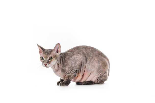 side view of domestic grey sphynx cat sitting isolated on white - Fotó, kép
