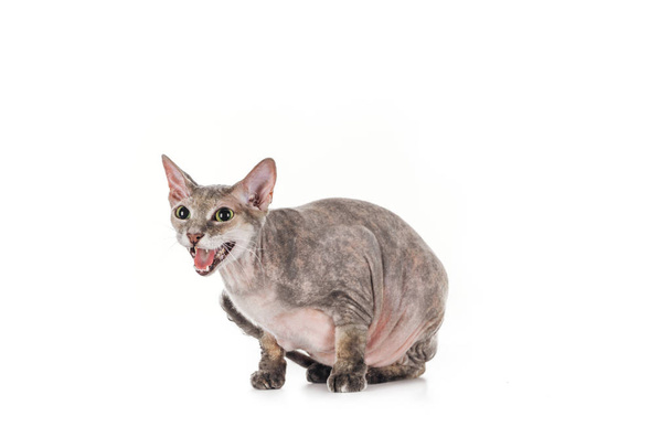 domestic grey sphynx cat sitting and meowing isolated on white - Foto, immagini