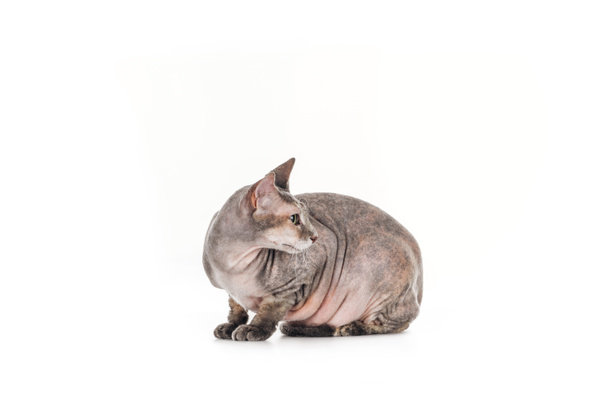 side view of grey sphynx cat looking away isolated on white - Fotó, kép