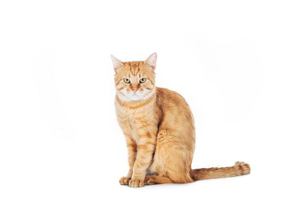 cute domestic red cat sitting and looking at camera isolated on white - Photo, Image
