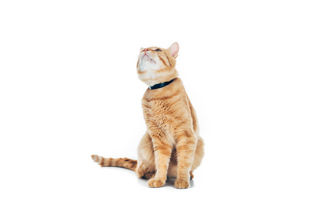 lindo gato rojo doméstico con cuello mirando hacia arriba aislado en blanco
 - Foto, imagen