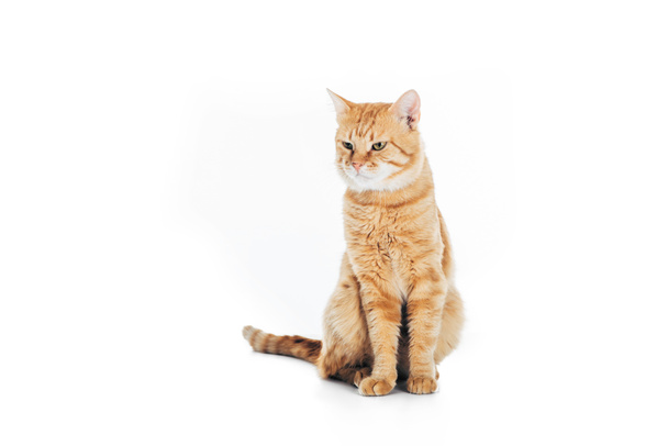 lindo doméstico tabby gato sentado y mirando lejos aislado en blanco
 - Foto, imagen