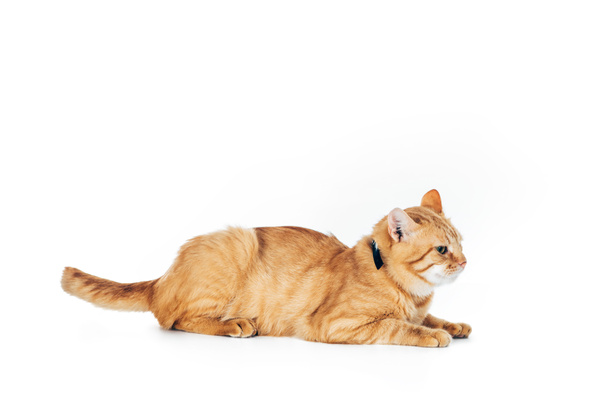 side view of furry domestic ginger cat with collar lying isolated on white - Фото, изображение