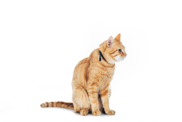 милый пушистый рыжий кот с воротником глядя в сторону изолированы на белом
 - Фото, изображение