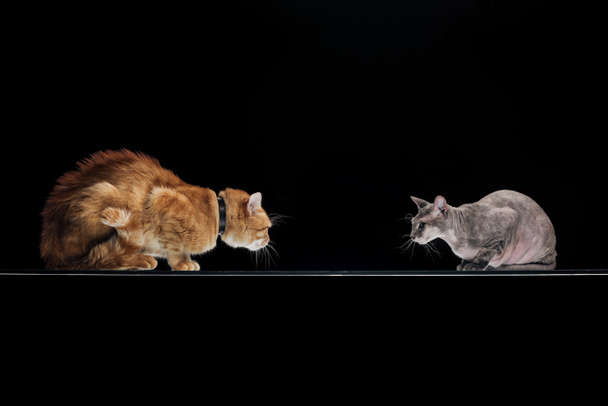 domestique gingembre chat et sphynx chat regarder l'autre isolé sur noir
 - Photo, image
