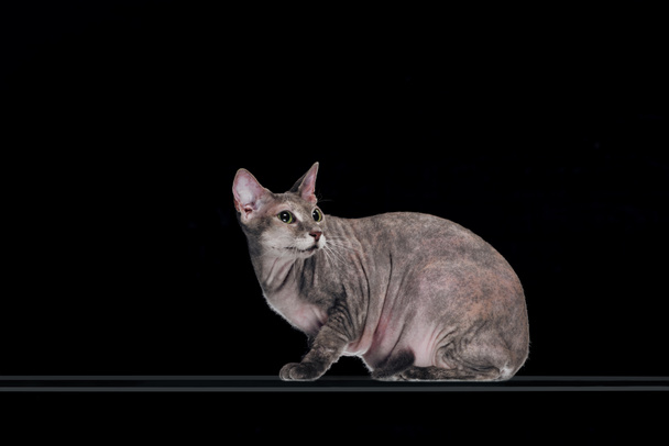 wary grey sphynx cat looking away isolated on black  - 写真・画像