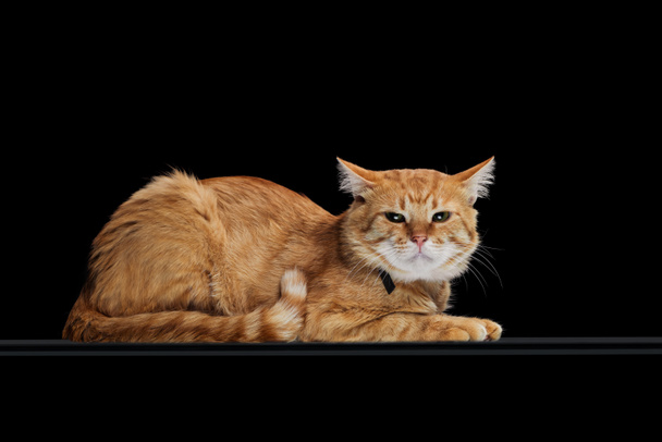irritated cute tabby cat lying isolated on black - Foto, Imagen