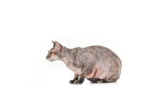 vista lateral de gordura cinza sphynx gato sentado isolado no branco
 - Foto, Imagem